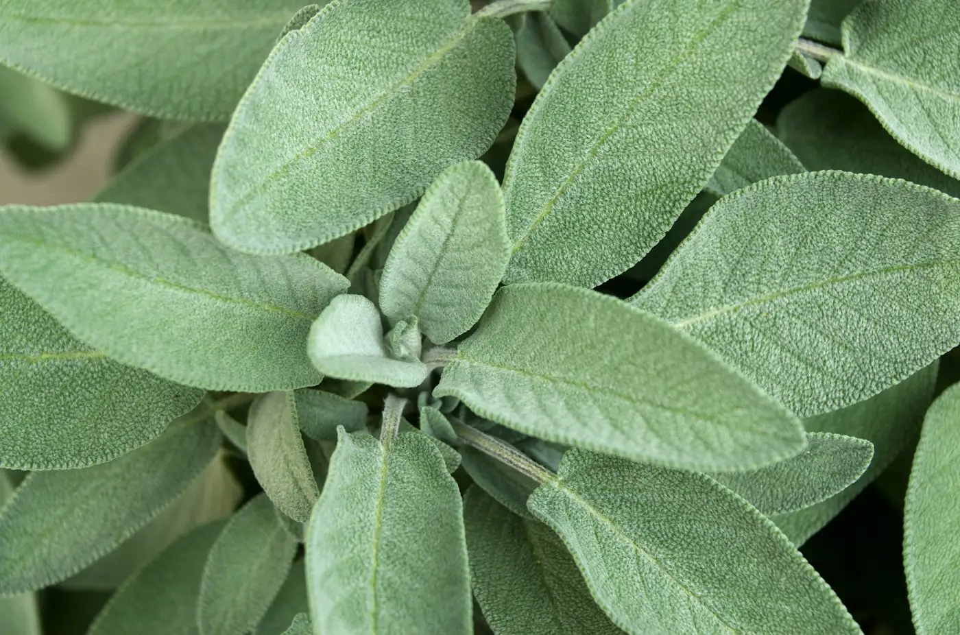 Fresh sage leaves
